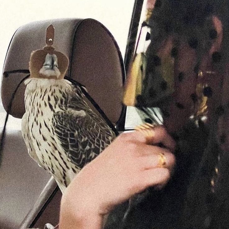 العنود المسردي