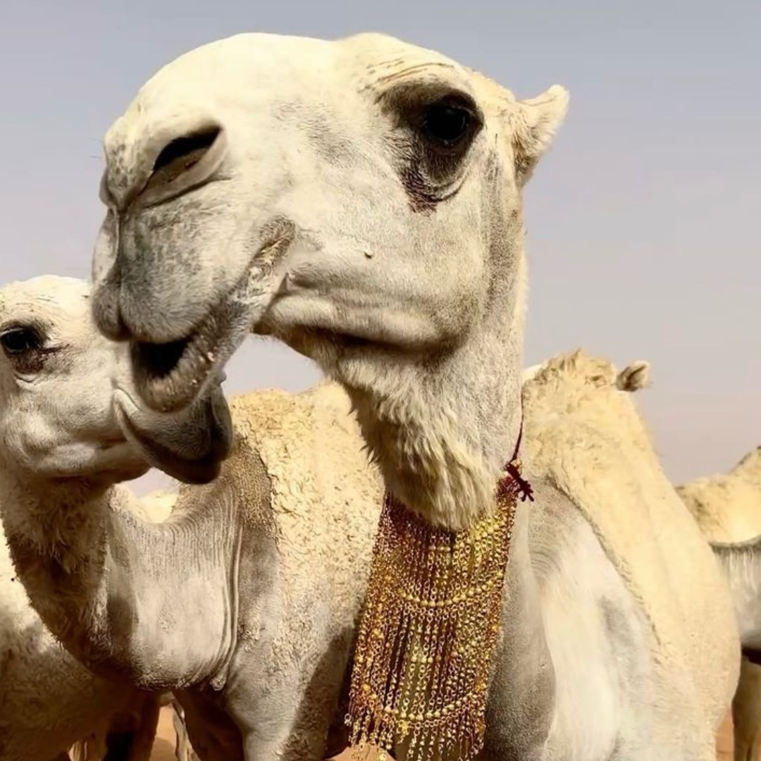 خزامى بنت عبيد🇸🇦